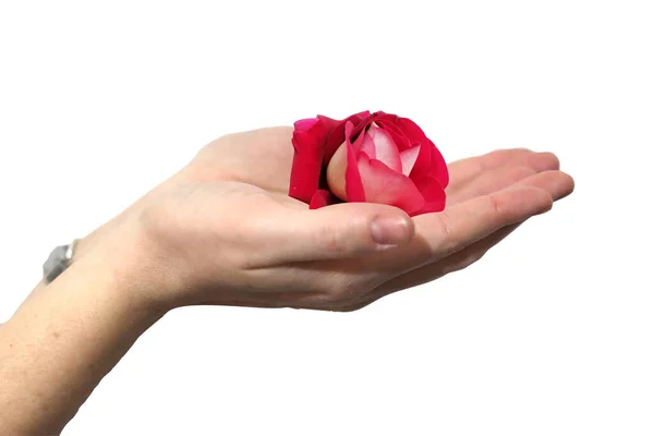 Woman Hands Raise Rose Bud — Stock Photo, Image