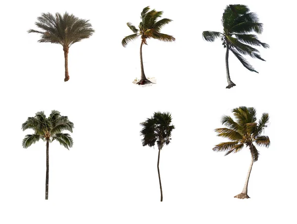 Exotische Woestijn Palm Planten Witte Achtergrond — Stockfoto