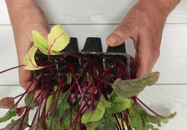 Gartenbau Rüben Oder Rote Beete Sämlinge — Stockfoto