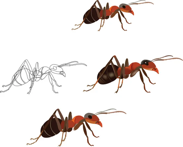 Red Ant Nature White Background — Stok Vektör