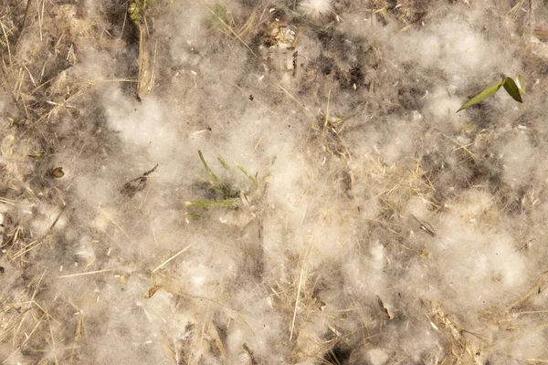 Summer Allergies Poplar Pollen Duvets — Fotografia de Stock