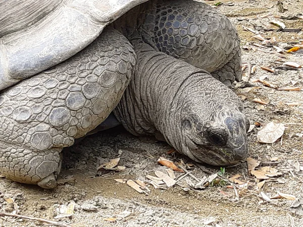 Förhistorisk Reptil Galapados Jätte Sköldpadda — Stockfoto