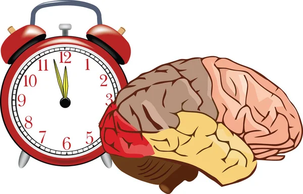 Mózg z budzikiem mózg z budzikiem — Wektor stockowy