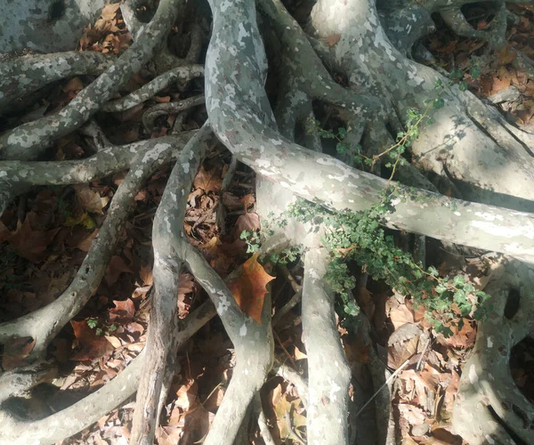 Sycamore Tree Roots Emerging Earth — Stock Photo, Image