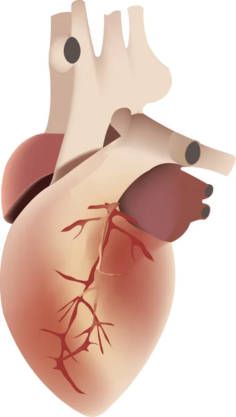 Il cuore umano — Vettoriale Stock