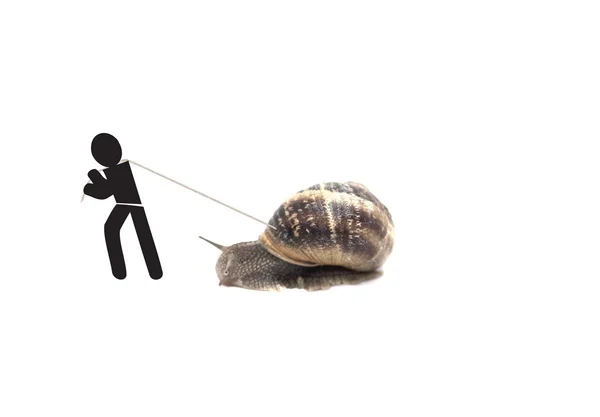 Dummy trolling snail — Stock Photo, Image
