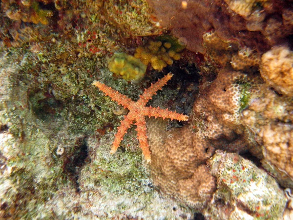 Starfish diep in het koraalrif — Stockfoto