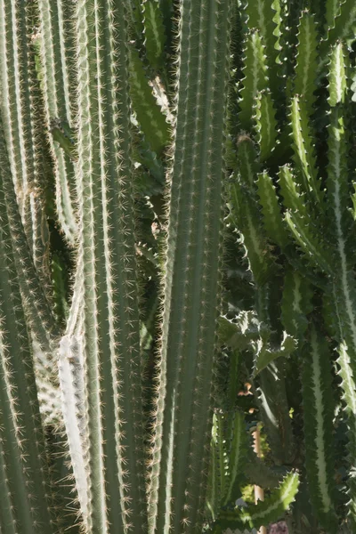 Plants with succulent needles in exotic garden — Stock Photo, Image