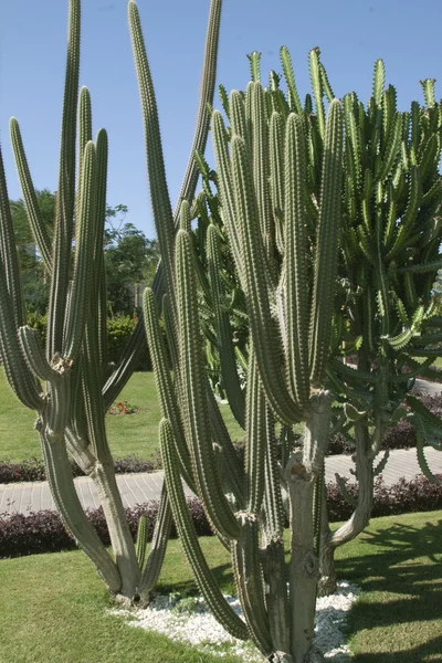 Rostliny s sukulentní jehel v exotické zahradě — Stock fotografie