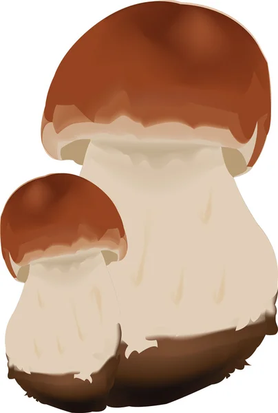 Couple de champignons — Image vectorielle