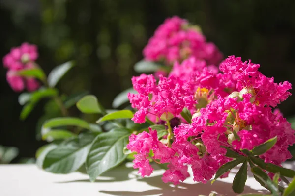 Een Aftakking Van Een Plant Met Kleine Lichtende Rose Bloemen — Stockfoto