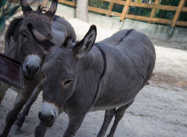 Çevrede bir çift küçük gri eşek var.