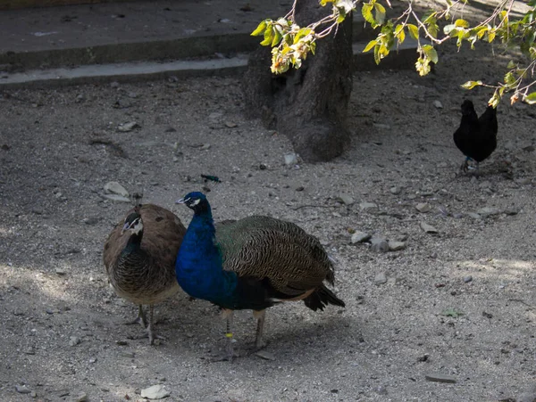 Een Paar Fazanten Lopen Rond Omheining — Stockfoto