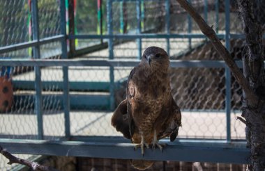 Şahin - büyük bir yırtıcı kuş