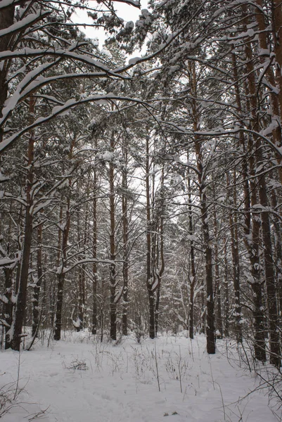 Tall pine trees covered with snow in the winter forest