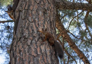 Sincaplar oyun sırasında durdu ve ona bakıyorlar.