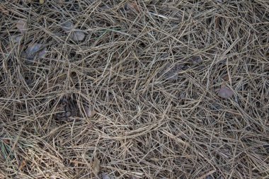 Ormandaki toprağın dokusu düşen çam ağacıyla dağılmış. 