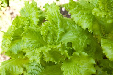 taze marul arka plan