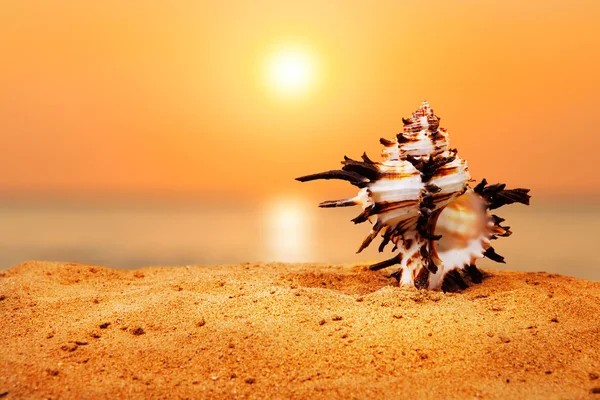 Concha na praia do pôr do sol — Fotografia de Stock