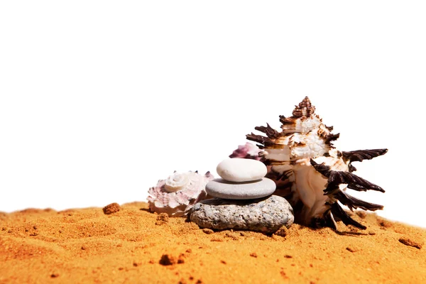 Mořské mušle s pískem — Stock fotografie