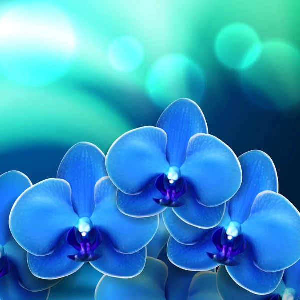 블루 꽃 난초 배경 — 스톡 벡터