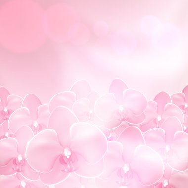 Pembe çiçek orkide arka plan