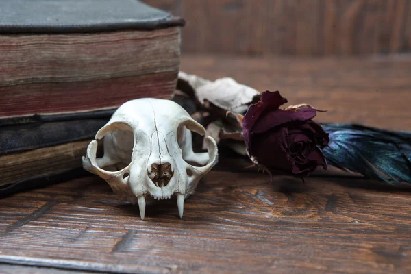 Vintage witchcraft still life — Stock Photo, Image