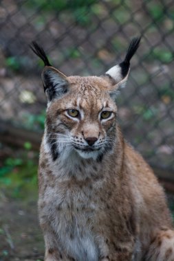 Sibirya vaşağı, Doğu Sibirya vaşağı olarak da bilinir.