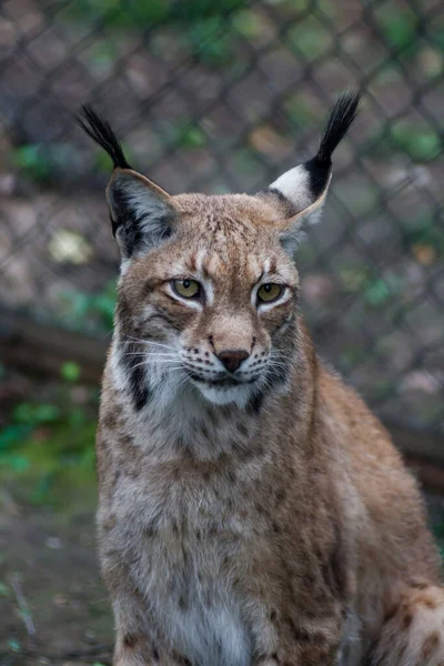 The Siberian lynx also known as East Siberian lynx — Stock Photo, Image