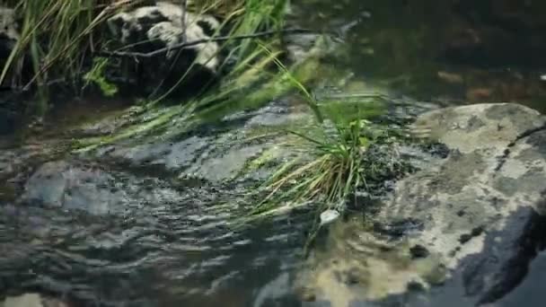 Landschap van een bergrivier in het bos in de vroege herfst en late zomer. — Stockvideo