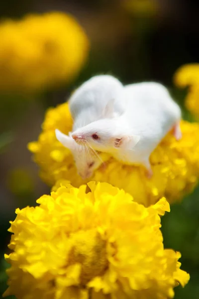 Weiße Mäuse sitzen auf einer gelben Blume — Stockfoto