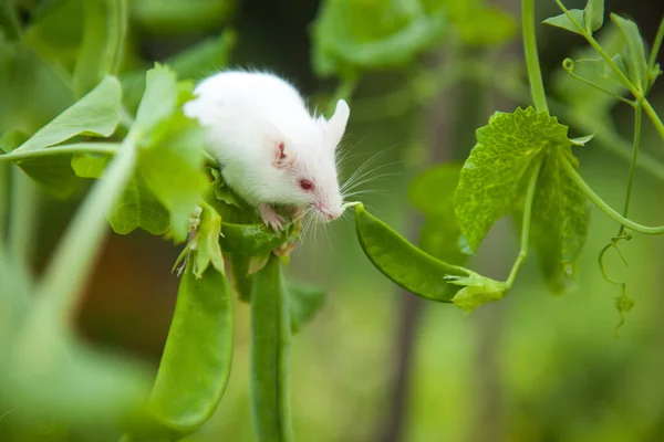 Rato branco sentado em uma planta de ervilha — Fotografia de Stock