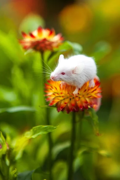 Souris blanche assise sur une fleur orange — Photo