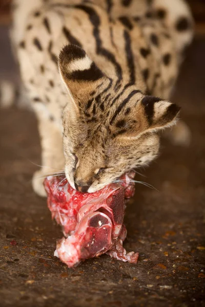 Jungle cat eats meat. Feeding animals at the zoo. — Stock Photo, Image