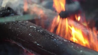 Sedir konisi, reçineden kurtulmak için kazığa ateşlendi.