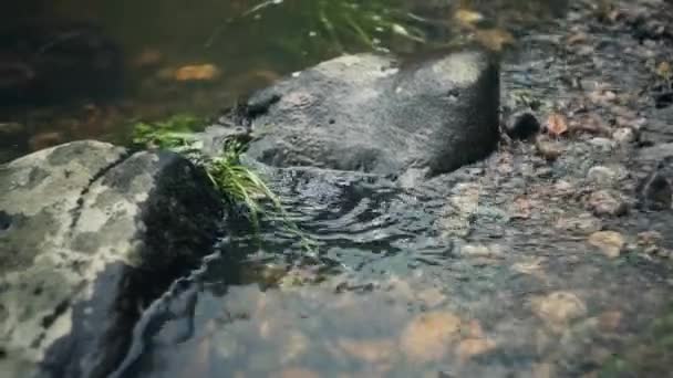 Paesaggio di un fiume di montagna nella foresta all'inizio dell'autunno e alla fine dell'estate. — Video Stock