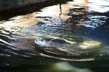 Botanik bahçesindeki sudan çıkan kaplumbağa..