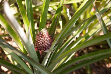 Bir çiftlikte büyüyen ananas tropikal meyvesi. Tayland 'da bir çiftlikte olgunlaşmamış küçük bir ananas.