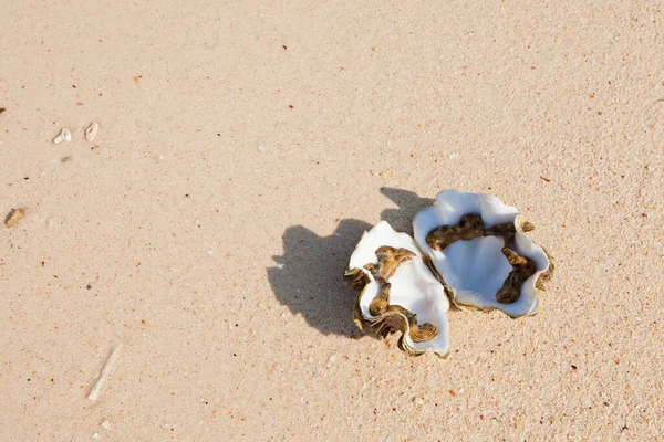 Concha Aberta Areia Fundo Praia — Fotografia de Stock