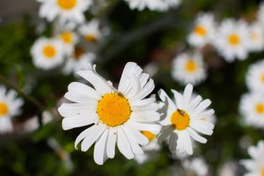 Çiçek açıyor. Papatya çayı. Çiçekli papatya tarlası, böcekli papatya çiçekleri. Doğal bitkisel tedavi.