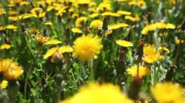 Güneşli bir günde sarı karahindiba çiçeği tarlası çayırı. Sarı karahindiba tarlasına yakın rüzgarda.