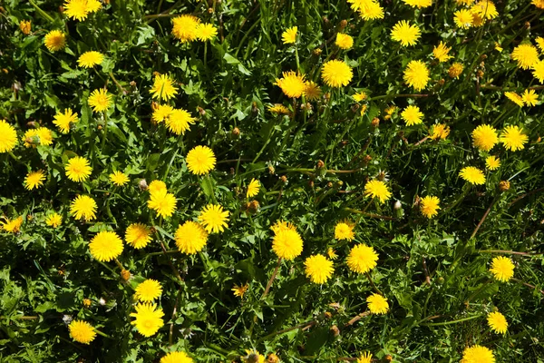 Κίτρινο Λιβάδι Λουλουδιών Πικραλίδα Ηλιόλουστη Μέρα Πεδίο Κίτρινων Πικραλίδων Κοντά — Φωτογραφία Αρχείου