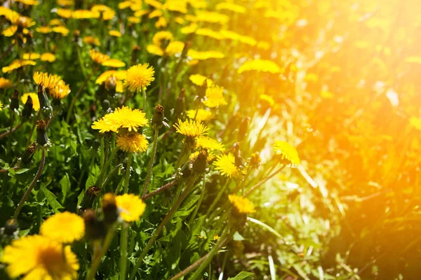 Желтый Одуванчик Цветы Поля Луг Солнечный День Поле Жёлтых Одуванчиков — стоковое фото