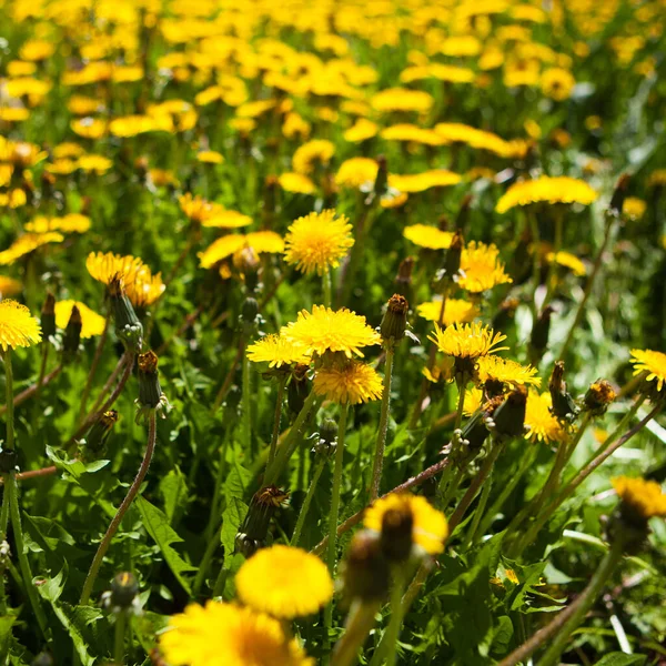 Gula Maskros Blommor Fält Äng Solig Dag Fält Gula Maskrosor — Stockfoto