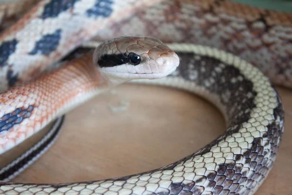 Närbild Skönhet Råtta Orm Elaphe Taeniura — Stockfoto