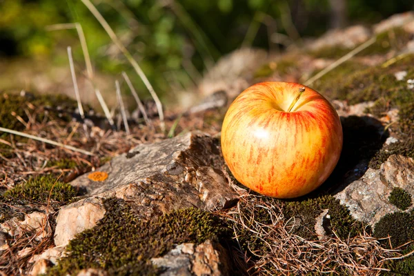 Büyük taş üzerinde taze elma — Stok fotoğraf