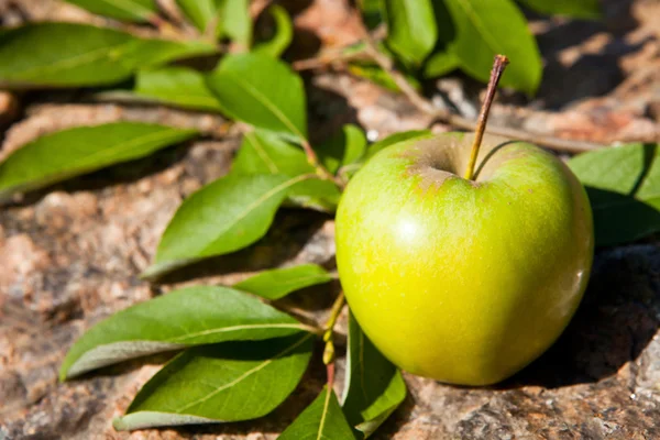 Büyük taş yeşil elma — Stok fotoğraf