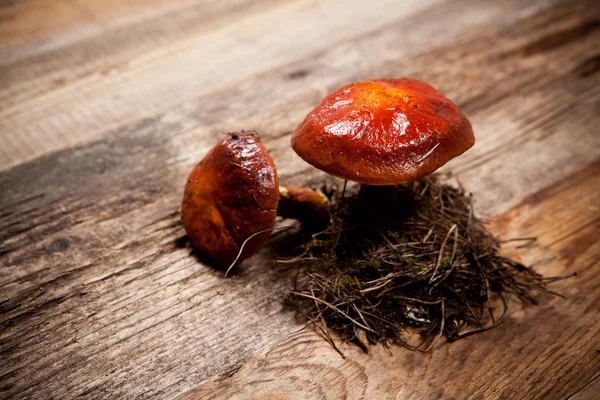 Mushroom boletus over wooden background — Stock Photo, Image