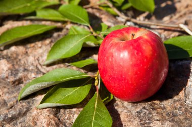 büyük taş üzerinde kırmızı elma