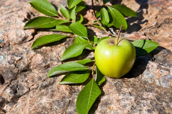 Büyük taş yeşil elma — Stok fotoğraf